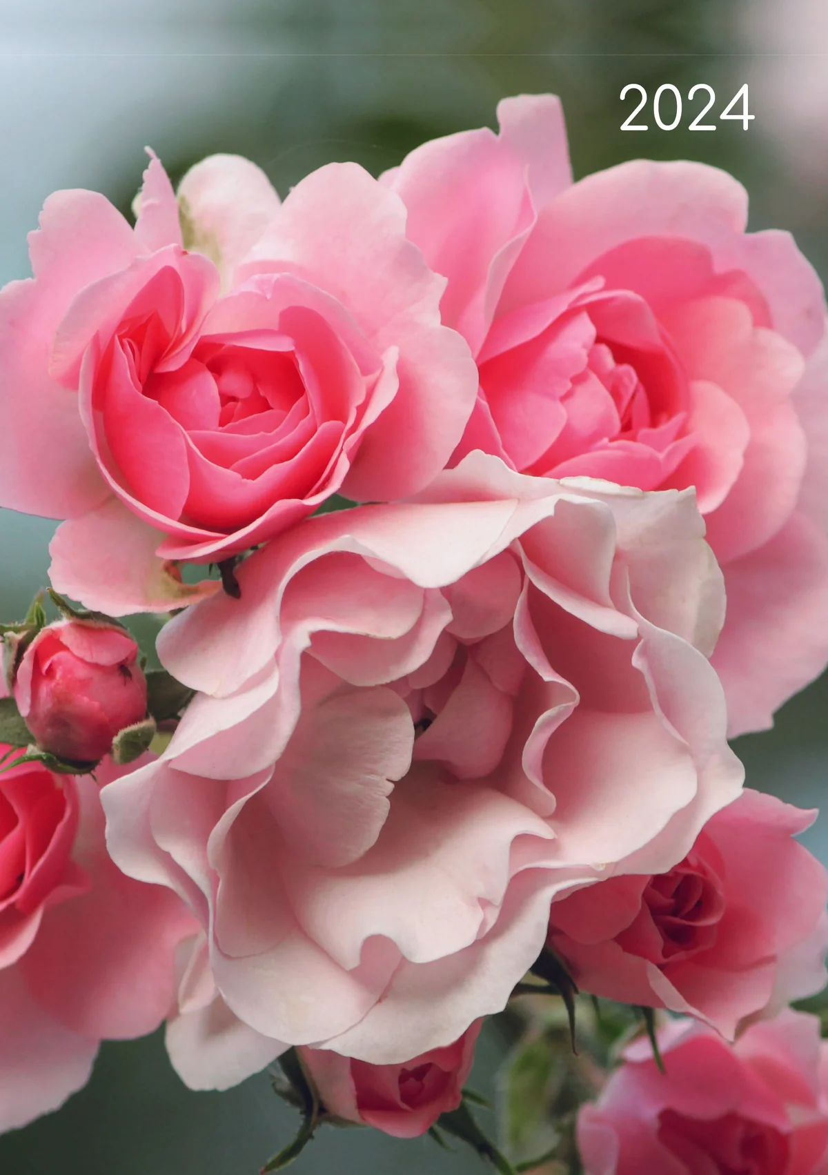 2024-a5-padded-diary-roses-the-english-book